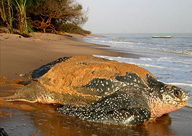 Turtle at Playa El Verde Camacho