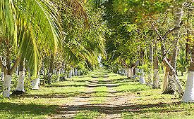 Palm Plantation in Teacapan Sinaloa Mexico
